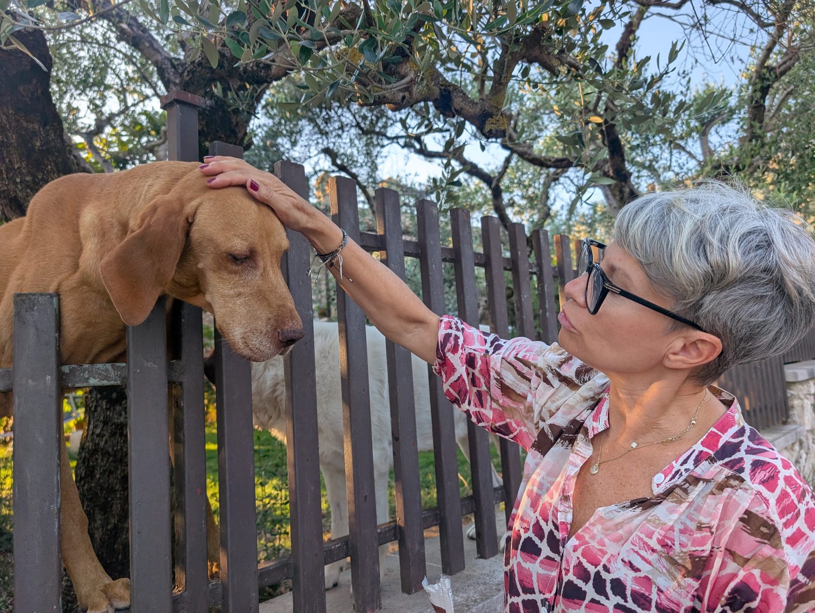 Kasia Dywanski caring for a dog under an olive tree in Umbria